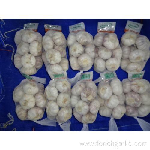 Fresh Normal White Garlic Best Quality